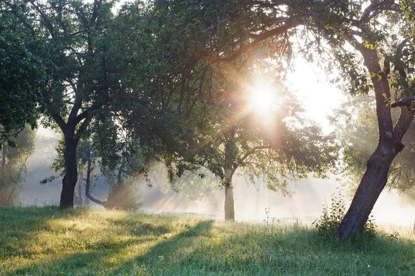 Letní lesa, slunce — Stock fotografie