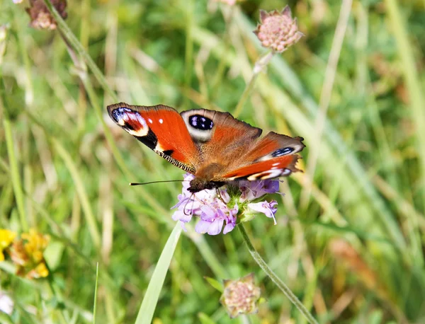 stock image Butterfly on a flower