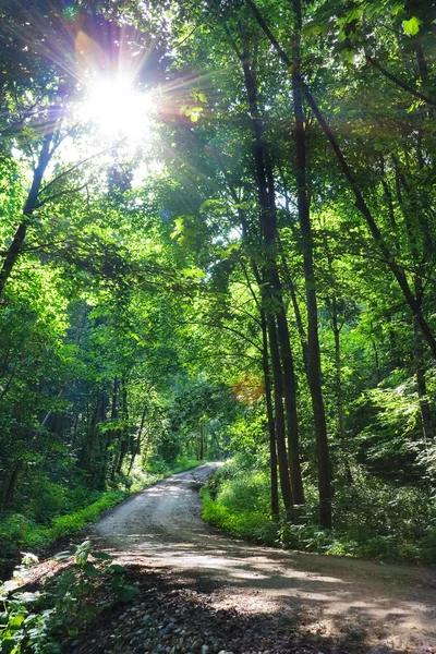 Forêt d'été, soleil — Photo