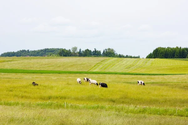 Mantener una manada de vacas en el prado — Foto de Stock