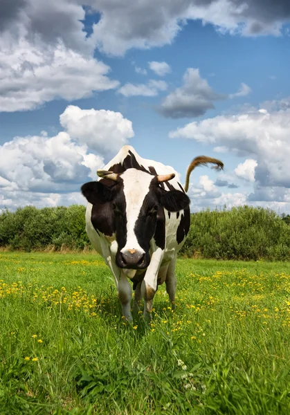 소 분야에 풀을 먹을 — 스톡 사진