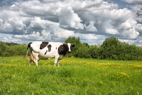 Les vaches mangent de l'herbe sur le terrain — Photo