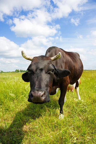La vache mange de l'herbe — Photo