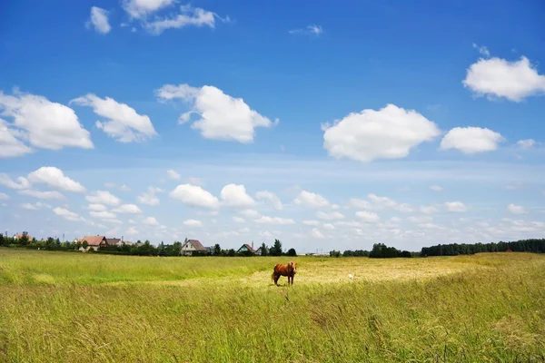 Rurale landschap, het paard — Stockfoto