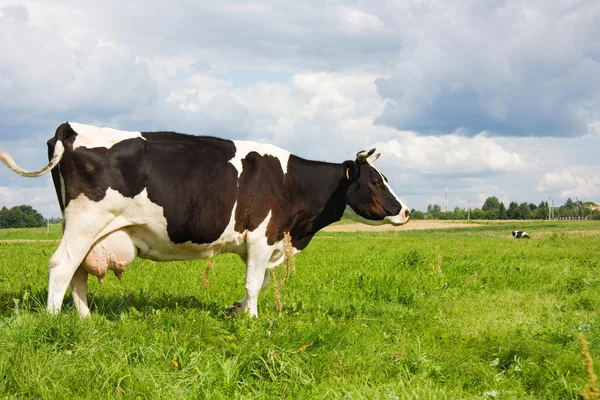 Коровы едят траву на поле — стоковое фото