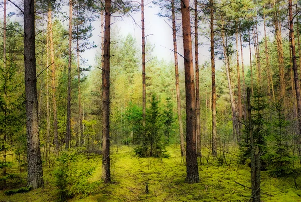 Осенний сосновый лес — стоковое фото