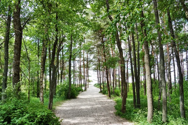 Path to the sea through the forest — Stock Photo, Image