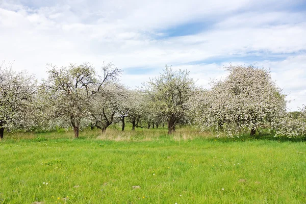 Jardín de manzanas en flor — Foto de Stock