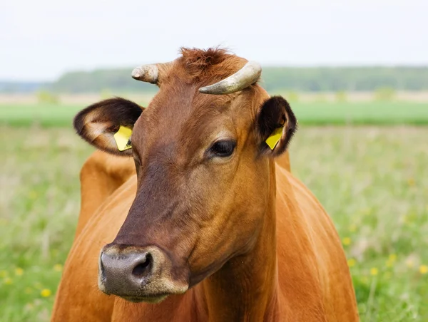 Retrato de uma vaca — Fotografia de Stock