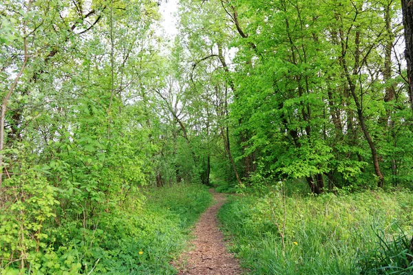 Trail in the summer the park — Stock Photo, Image