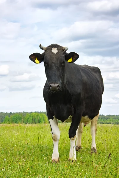 Коровы едят траву на поле — стоковое фото