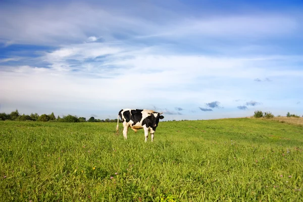 Stier in het veld — Stockfoto