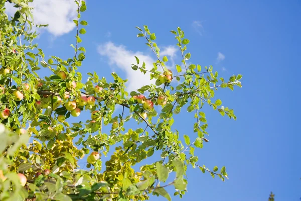 Větev jabloň — Stock fotografie