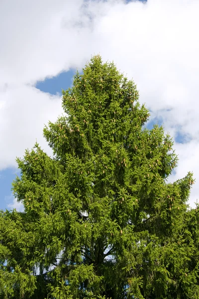 Szyszki drzew iglastych — Zdjęcie stockowe