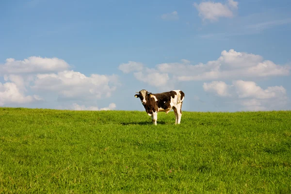Bull on a meadow — Stock Photo, Image