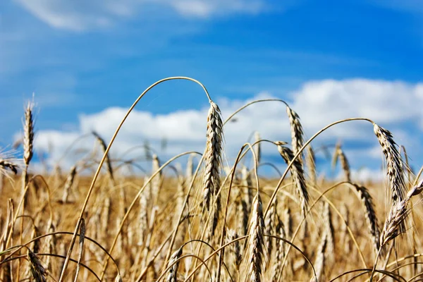 Feltet med modnet hvete – stockfoto