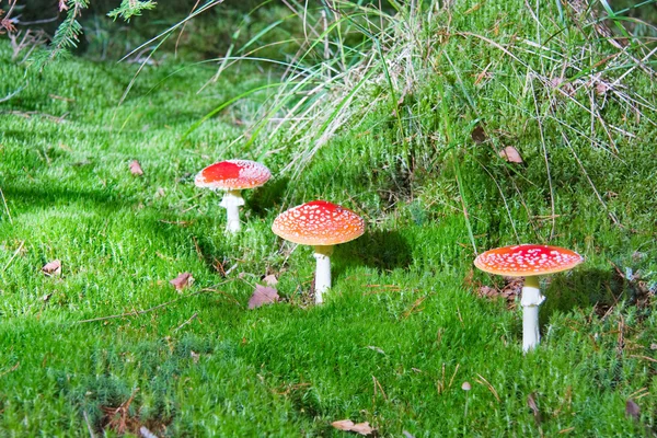 在 moss 中的三个蘑菇 — 图库照片