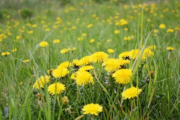 Pissenlits jaunes sur la pelouse — Photo