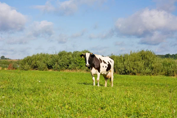 Vacas comem grama no campo — Fotografia de Stock