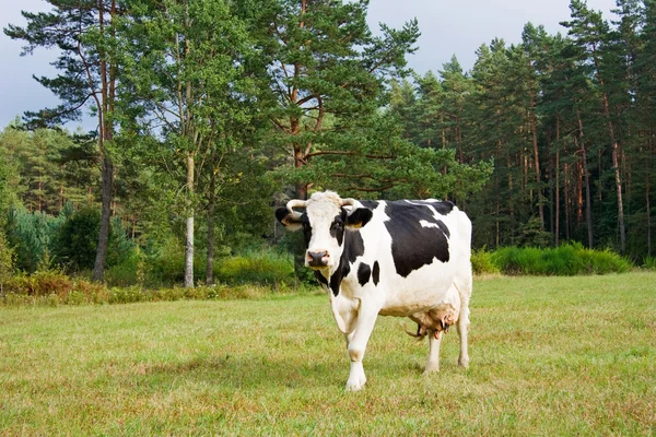 Çayırdaki siyah beyaz inek — Stok fotoğraf