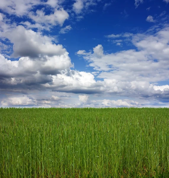 Genç buğday — Stok fotoğraf