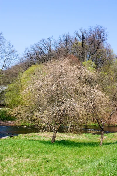 Spring flowering tree — Stock Photo, Image