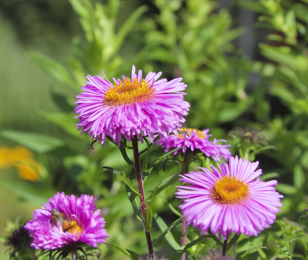 Flowers aster
