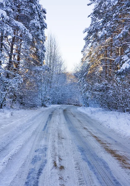 Vinterväg, en skog — Stockfoto