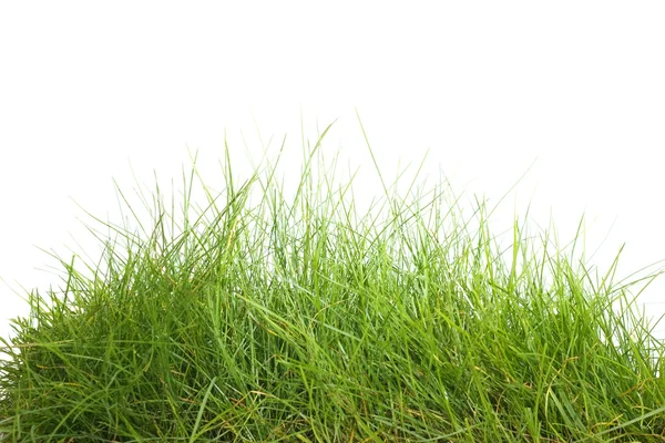 Grama verde isolado no branco — Fotografia de Stock