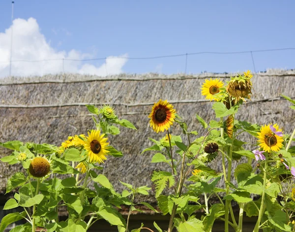 Sonnenblumen im Hintergrund der Strohdächer — Stockfoto
