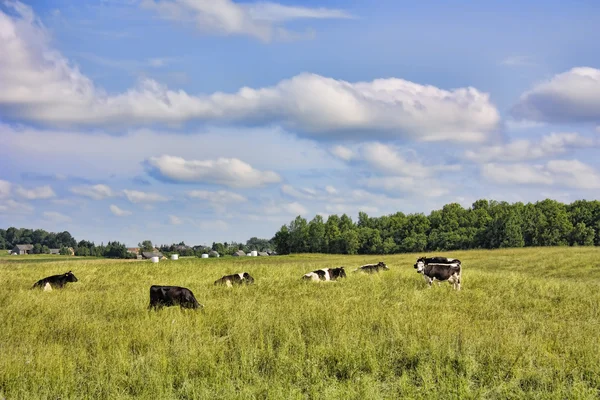 Herd of cows on the meadow — Stock Photo, Image