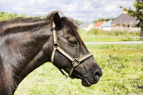 Retrato de cavalo — Fotografia de Stock