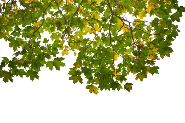 Осенние листья изолированы — стоковое фото