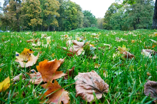 Herfst gebladerte in het groene gras — Stockfoto