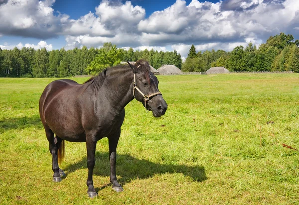 Horse pasture — Stock Photo, Image