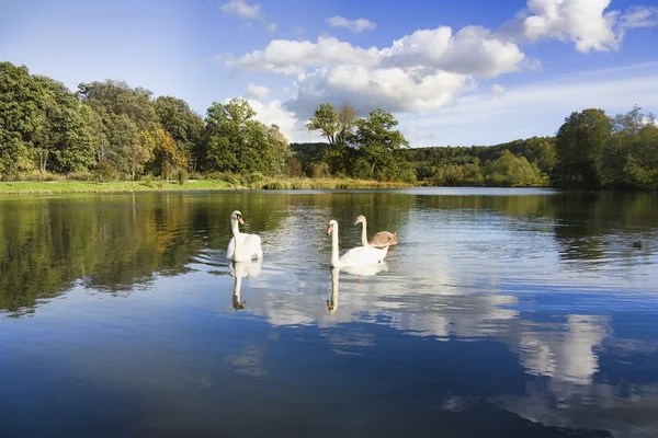 Swans and young — Stock Photo, Image