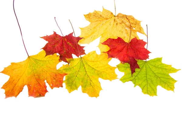 Autumn leaves, isolated — Stock Photo, Image