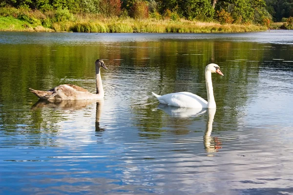 Swan och unga — Stockfoto