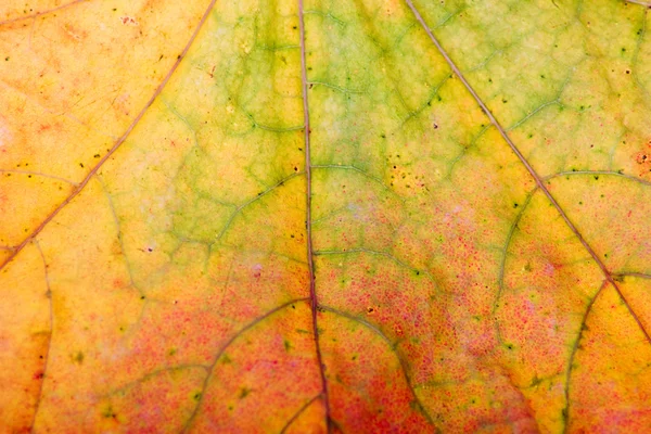 Το φθινόπωρο τα φύλλα, κινηματογράφηση σε πρώτο πλάνο — Φωτογραφία Αρχείου