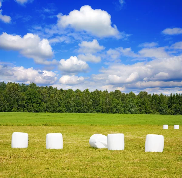 Bales of hay on field — Stock Photo, Image