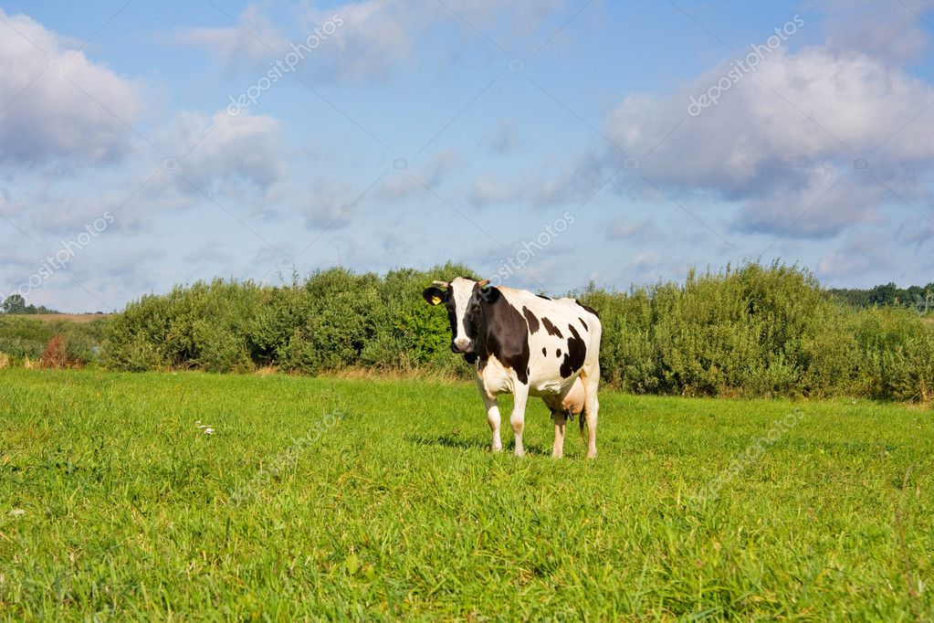 Cows eat grass on the field — Stock Photo © aleksask 1092467