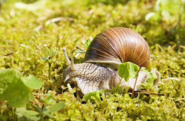 Snail in the moss clipart