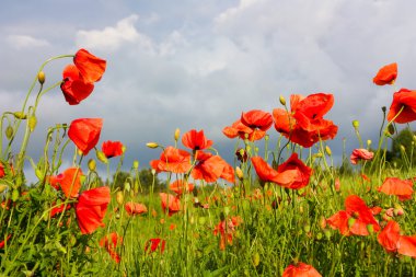 Poppies alanında