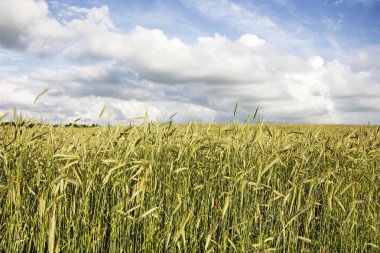 Wheatfield