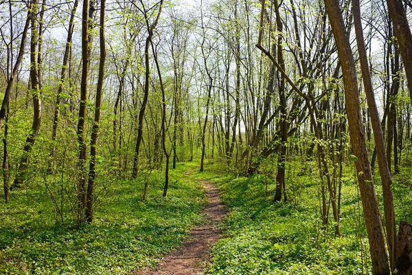 Trail in Spring Park — Stock Photo, Image