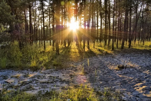 夏季森林太阳 — 图库照片