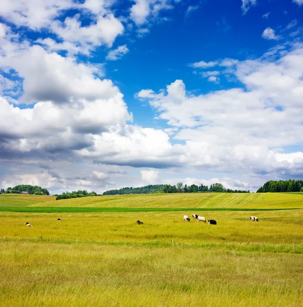Landskap på landet med kyr – stockfoto