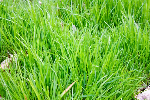 若い春の草 — ストック写真