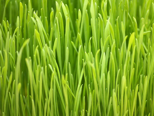 Unga våren gräs — Stockfoto