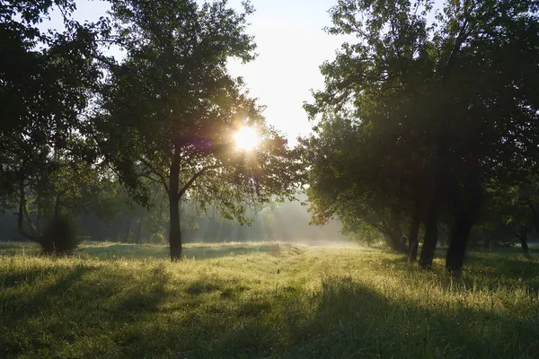 Morgengrauen im Apfelgarten von eden — Stockfoto